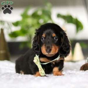 Buddy, Dachshund Puppy